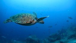 Das Beitragsbild des Dok5 "Staatsschulden gegen Naturschutz" zeigt eine pazifische grüne Meeresschildkröte die vor der Insel Wolf im Norden des Galapagos-Archipels im Meer schwimmt.