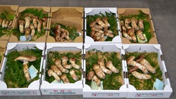 Matsutake Pilze auf dem Wakayama Markt in Hashimoto 2021.