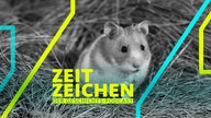 Goldhamster sitzt im Heu