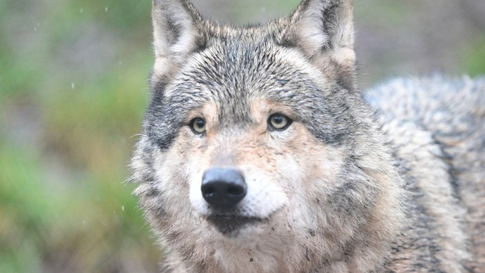 Ein Wolf