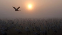 Das Dok5 Beitragsbild "Dem Himmel so nah-ost! - Ein akustisches Himmelfahrtskommando" zeigt Kraniche am See Agamon Hula auf ihrer jährlichen Zugroute von Europ nach Afrika. 