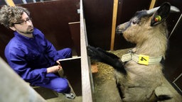Das Beitragsbild des Dok5 Feature "Nutztiere - Renate, Beatrix und Sau 6614" zeigt eine Ziege in einer Versuchsstation des Leibniz-Institut für Nutztierbiologie (FBN)