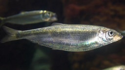 Das Beitragsbild des Dok5 "Der Hering - Das Silber der Meere" zeigt schwimmende Heringe in Nahaufnahme 