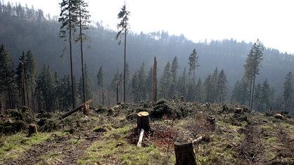 Stümpfe und abgeknickte Stämme auf einer Berkuppe