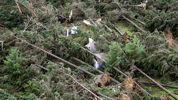Die entwurzelten Bäume eines Waldes haben eine Hütte begraben