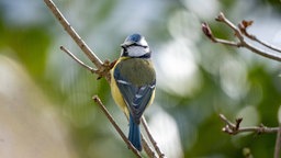 Blaumeise
