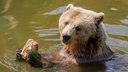 Ein Braunbär mit einer Eisbombe im Wasser