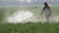 Ein Arbeiter sprüht Pestizide auf einem Feld in der Nähe der indischen Stadt Amritsar.