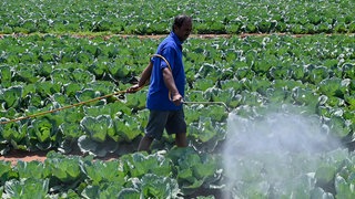 Ein Farmer sprüht Pestizide auf einem Feld in der Nähe der indischen Stadt Bengaluru (31.10.2022)