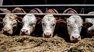 Bullen stehen im Stall eines Bullenmastbetriebs