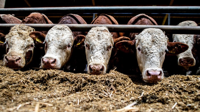 Bullen stehen im Stall eines Bullenmastbetriebs