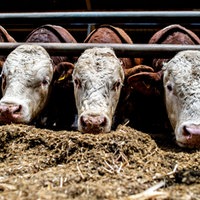 Bullen stehen im Stall eines Bullenmastbetriebs