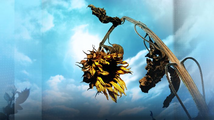 Ausgetrocknete Sonnenblume