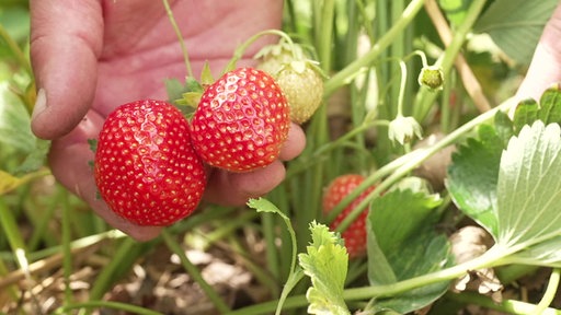 Eine Hand hält zwei Erdbeeren, die noch am Strauch hängen 