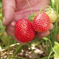 Eine Hand hält zwei Erdbeeren, die noch am Strauch hängen 