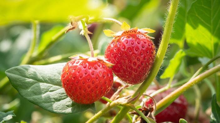 Erdbeeren hängen an Sträuchern in einer Erdbeerplantage