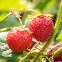 Erdbeeren hängen an Sträuchern in einer Erdbeerplantage