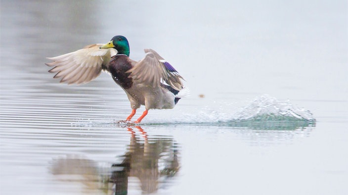 Ein Erpel landet mit ausgebreiteten Flügeln auf der Wasseroberfläche.
