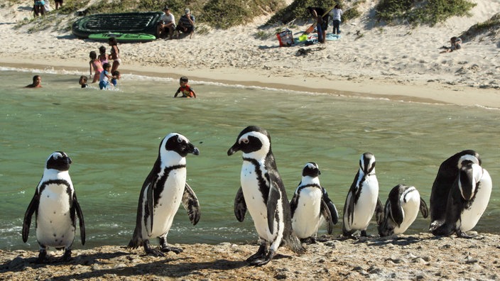Pinguine stehen an Land, im Hintergrund sind badende Kinder zu sehen.