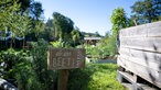 Blick in Caro Schulte-Bispings Gemeinschaftsgarten