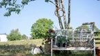 Blick in Dajana Schmitts Garten: Baum mit Bank. 