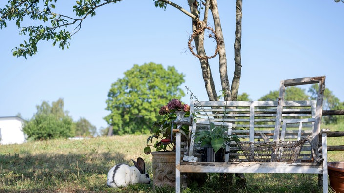 Blick in Dajana Schmitts Garten: Baum mit Bank. 