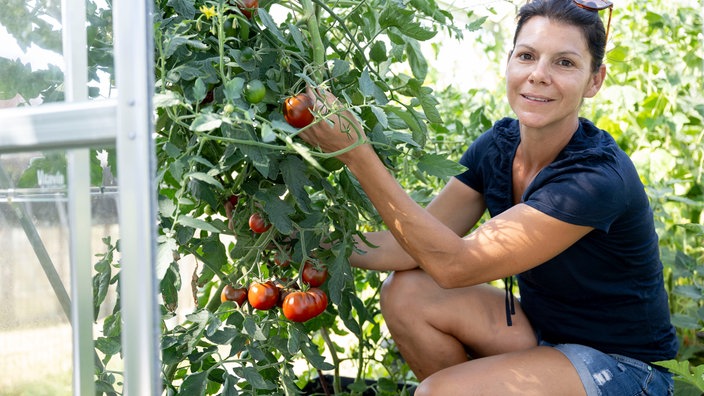 Dajana Schmitt plückt eine Tomate vom Strauch. 