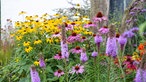 lühende Pflanzen in Jackys Garten. 