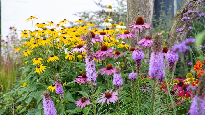 lühende Pflanzen in Jackys Garten. 