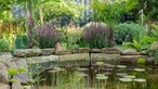 Naturteich im Garten von Jacky Uda