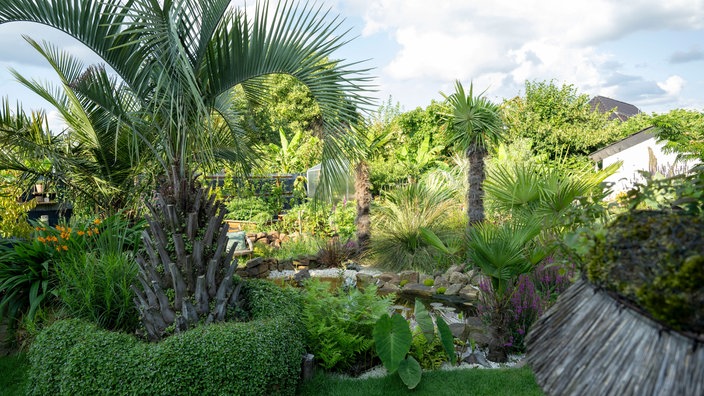 Jacky Udas Garten mit Palmen. 
