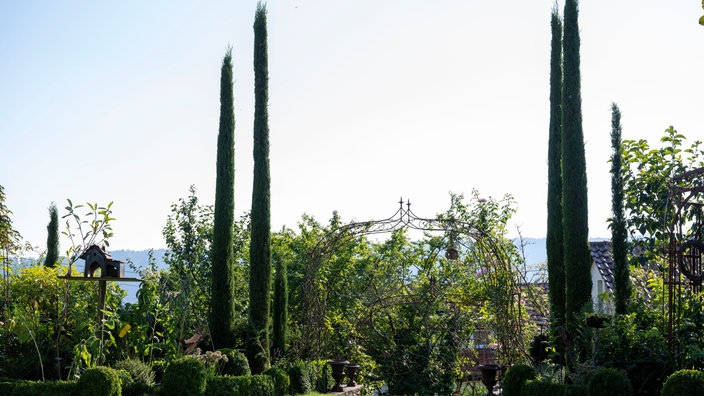 Zypresssen im Garten von Petra Wichert 