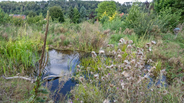 Torben Sauerlands Garten mit Teich