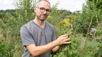 Torben Sauerland an einem Himbeerstrauch. 