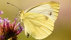 Insektenfoto