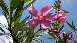 Oleander