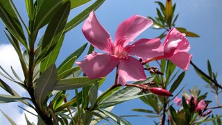 Oleander