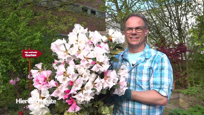 Rhododendron