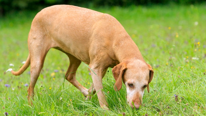 Alter Hund