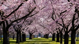 Japanische Zierkirsche