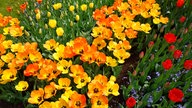 Blumenbeet 