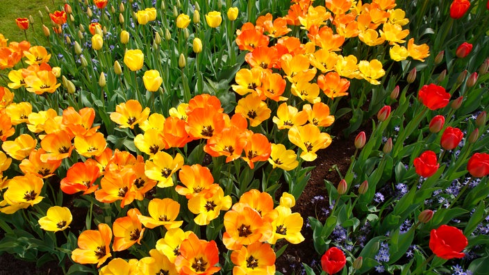 Blumenbeet 