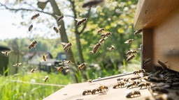 Bienenstock