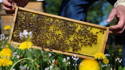 Bienenwabe auf einer Wiese