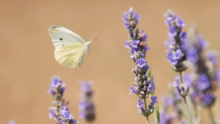 Kohlweißling und Lavendel