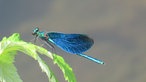 Insektenfoto