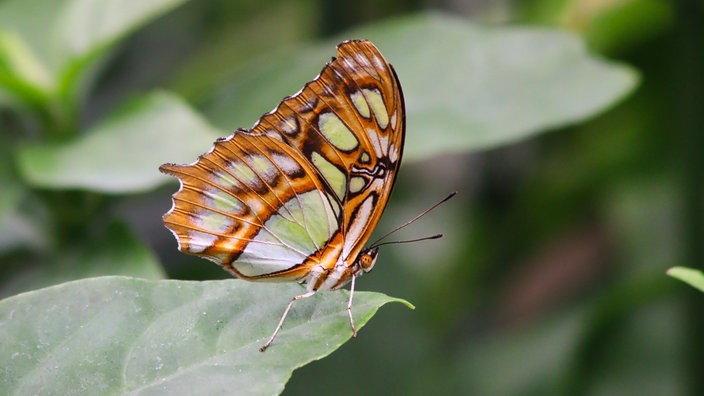 Insektenfoto