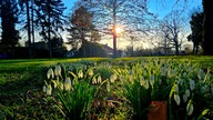 Frühlingssonne – Ihre schönsten Fotos!