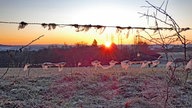 Frühlingssonne – Ihre schönsten Fotos!