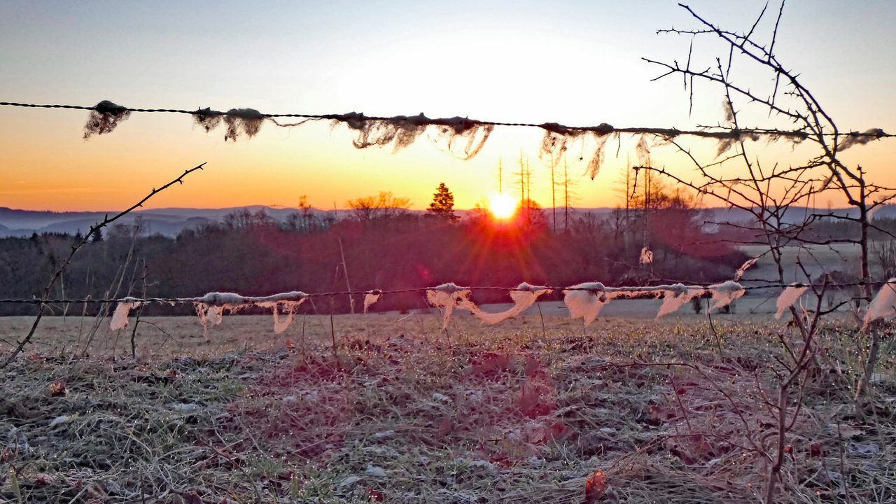 Frühlingssonne – Ihre schönsten Fotos!